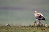 Image. Egyptian Vulture