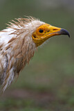 Image. Egyptian Vulture