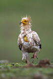 Image. Egyptian Vulture