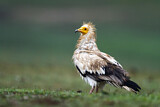 Image. Egyptian Vulture