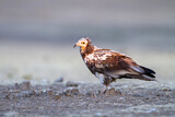 Image. Egyptian Vulture