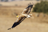 Image. Egyptian Vulture