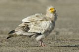 Image. Egyptian Vulture