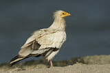 Image. Egyptian Vulture