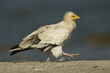 Image. Egyptian Vulture