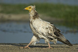 Image. Egyptian Vulture