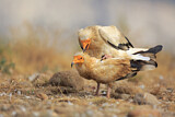 Image. Egyptian Vulture