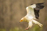 Image. Egyptian Vulture