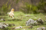 Image. Egyptian Vulture
