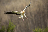 Image. Egyptian Vulture
