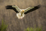 Image. Egyptian Vulture
