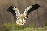 Image. Egyptian Vulture