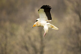 Image. Egyptian Vulture