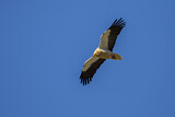 Image. Egyptian Vulture