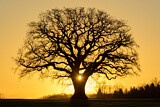 Image. Eiche im Sonnenuntergang