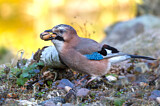 Image. Eichelhäher