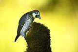 Image. Eichelspecht