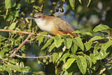 Image. Eidechsenkuckuck