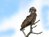 Image. Einfarb-Schlangenadler