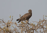 Image. Einfarb-Schlangenadler