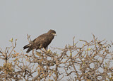Image. Einfarb-Schlangenadler