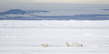 Image. Eisbär