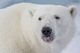 Image. Eisbär