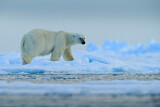 Image. Eisbär