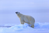 Image. Eisbär