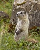 Image. Eisgraues Murmeltier