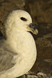 Image. Eissturmvogel