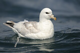 Image. Eissturmvogel