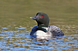 Image. Eistaucher