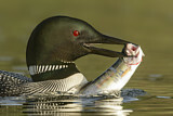 Image. Eistaucher