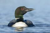Image. Eistaucher