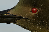 Image. Eistaucher