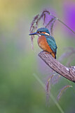 Image. Eisvogel