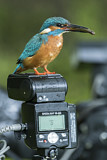 Image. Eisvogel
