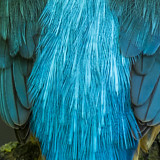 Image. Eisvogel