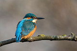 Image. Eisvogel