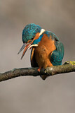 Image. Eisvogel
