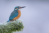 Image. Eisvogel