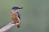 Image. Eisvogel