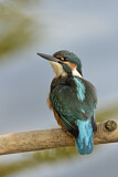 Image. Eisvogel