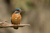 Image. Eisvogel