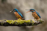 Image. Eisvogel