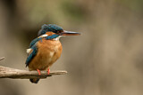 Image. Eisvogel