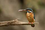 Image. Eisvogel