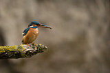 Image. Eisvogel