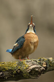 Image. Eisvogel